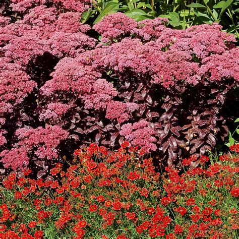 Delving into the enchanting world of obscure magic sedum
